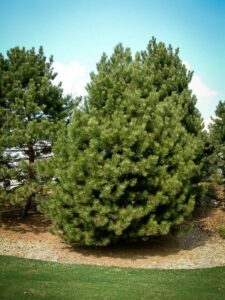 Сосна Чёрная (Pinus Nigra) купить по цене от 270.00р. в интернет-магазине «Посадика» с доставкой почтой в в Киреевске и по всей России – [изображение №1].