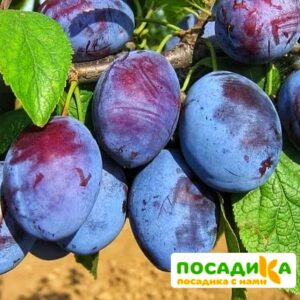 Слива Чачакская ранняя купить по цене от 229.00р. в интернет-магазине «Посадика» с доставкой почтой в в Киреевске и по всей России – [изображение №1].