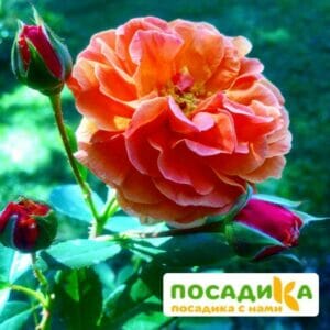 Роза Арабия купить по цене от 350.00р. в интернет-магазине «Посадика» с доставкой почтой в в Киреевске и по всей России – [изображение №1].