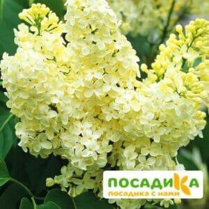 Сирень Примроуз (Primrose) купить по цене от 529.00р. в интернет-магазине «Посадика» с доставкой почтой в в Киреевске и по всей России – [изображение №1].