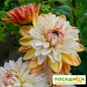 Георгина Коуп де Солейл (декоративная) купить по цене от 400р. в интернет-магазине «Посадика» с доставкой почтой в в Киреевске и по всей России – [изображение №1].
