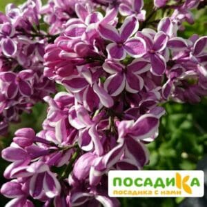 Сирень Сенсация купить по цене от 529.00р. в интернет-магазине «Посадика» с доставкой почтой в в Киреевске и по всей России – [изображение №1].