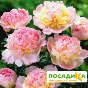 Пион Распберри Сандей (Paeonia Raspberry Sundae) купить по цене от 959р. в интернет-магазине «Посадика» с доставкой почтой в в Киреевске и по всей России – [изображение №1].