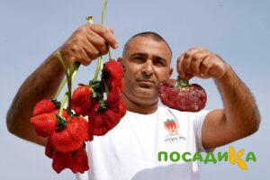 Клубника Гигант Джорнея купить по цене от 266р. в интернет-магазине «Посадика» с доставкой почтой в в Киреевске и по всей России – [изображение №1].