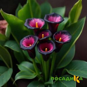 Калла Аура Лейс купить по цене от 400р. в интернет-магазине «Посадика» с доставкой почтой в в Киреевске и по всей России – [изображение №1].