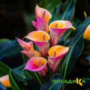 Калла Оникс купить по цене от 450р. в интернет-магазине «Посадика» с доставкой почтой в в Киреевске и по всей России – [изображение №1].