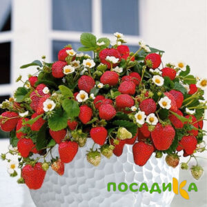 Клубника Рубиновый Шепот (горшечная) купить по цене от 240р. в интернет-магазине «Посадика» с доставкой почтой в в Киреевске и по всей России – [изображение №1].