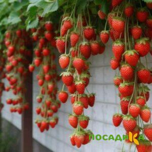 Клубника вьющаяся Комплимент купить по цене от 470р. в интернет-магазине «Посадика» с доставкой почтой в в Киреевске и по всей России – [изображение №1].
