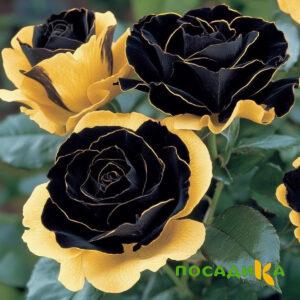 Роза Ханни Сикл купить по цене от 700р. в интернет-магазине «Посадика» с доставкой почтой в в Киреевске и по всей России – [изображение №1].