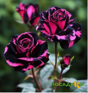 Роза Багровый Шепот купить по цене от 366р. в интернет-магазине «Посадика» с доставкой почтой в в Киреевске и по всей России – [изображение №1].