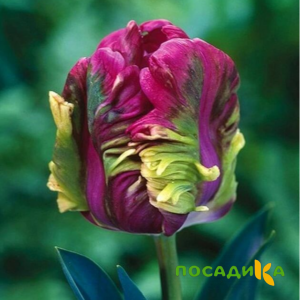 Тюльпан Экзотик Хэвен купить по цене от 186р. в интернет-магазине «Посадика» с доставкой почтой в в Киреевске и по всей России – [изображение №1].