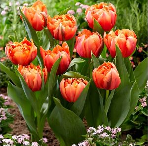 Тюльпан Гудошник Дабл купить по цене от 185р. в интернет-магазине «Посадика» с доставкой почтой в в Киреевске и по всей России – [изображение №1].