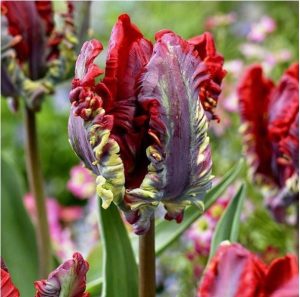 Тюльпан Рококо купить по цене от 350р. в интернет-магазине «Посадика» с доставкой почтой в в Киреевске и по всей России – [изображение №1].