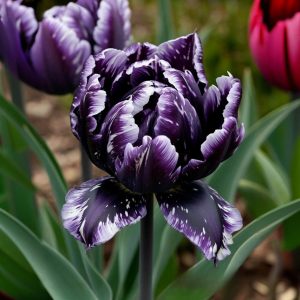 Тюльпан Индиго купить по цене от 600р. в интернет-магазине «Посадика» с доставкой почтой в в Киреевске и по всей России – [изображение №1].