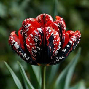 Тюльпан Вельвет Файер купить по цене от 394р. в интернет-магазине «Посадика» с доставкой почтой в в Киреевске и по всей России – [изображение №1].