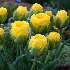 Тюльпан махровый Ванила Коп купить по цене от 159р. в интернет-магазине «Посадика» с доставкой почтой в в Киреевске и по всей России – [изображение №1].