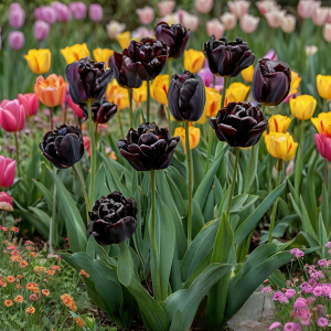 Тюльпан махровый Рейдинс Дарк купить по цене от 230р. в интернет-магазине «Посадика» с доставкой почтой в в Киреевске и по всей России – [изображение №1].