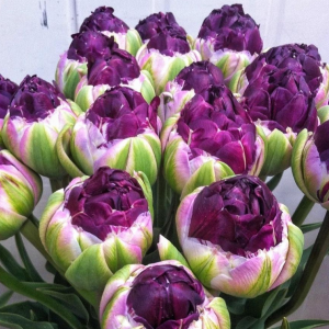 Тюльпан Анаконда купить по цене от 450р. в интернет-магазине «Посадика» с доставкой почтой в в Киреевске и по всей России – [изображение №1].