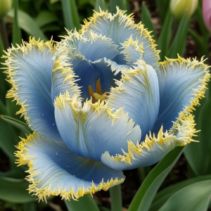 Тюльпан Махровый Амплуа купить по цене от 199р. в интернет-магазине «Посадика» с доставкой почтой в в Киреевске и по всей России – [изображение №1].